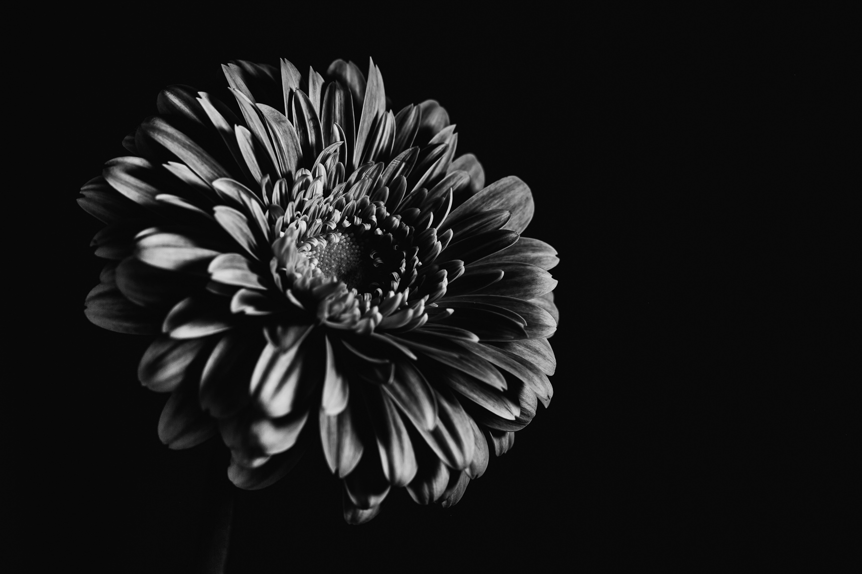 Black and white flowers