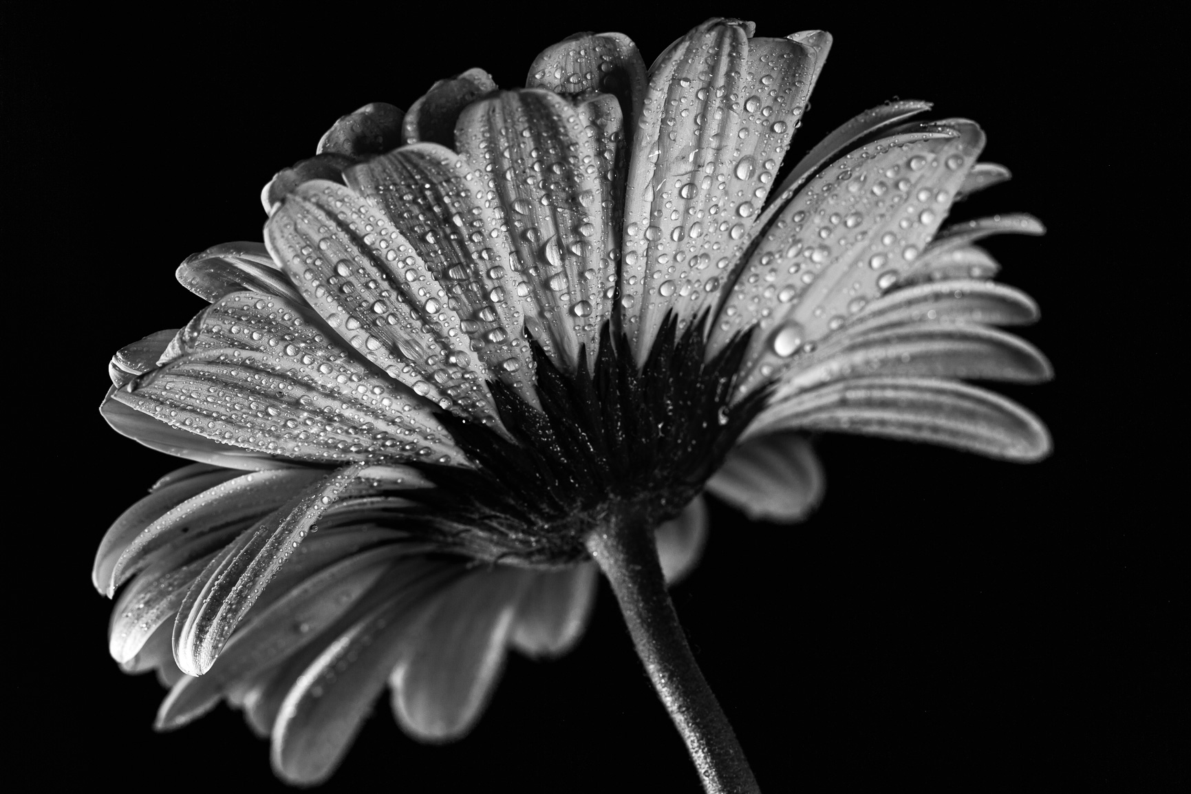 Black and white flowers
