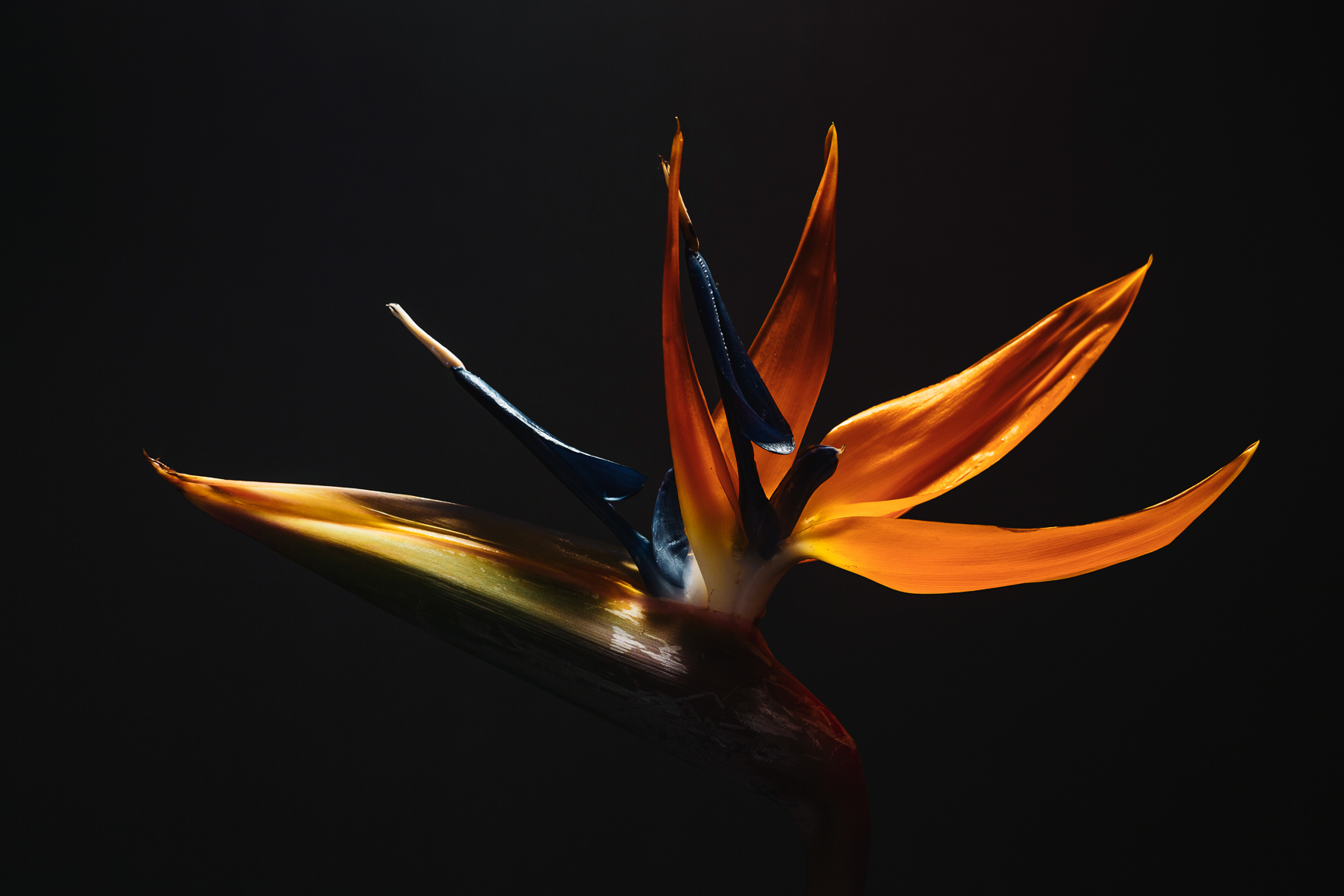 Clode up of a colorful flowers