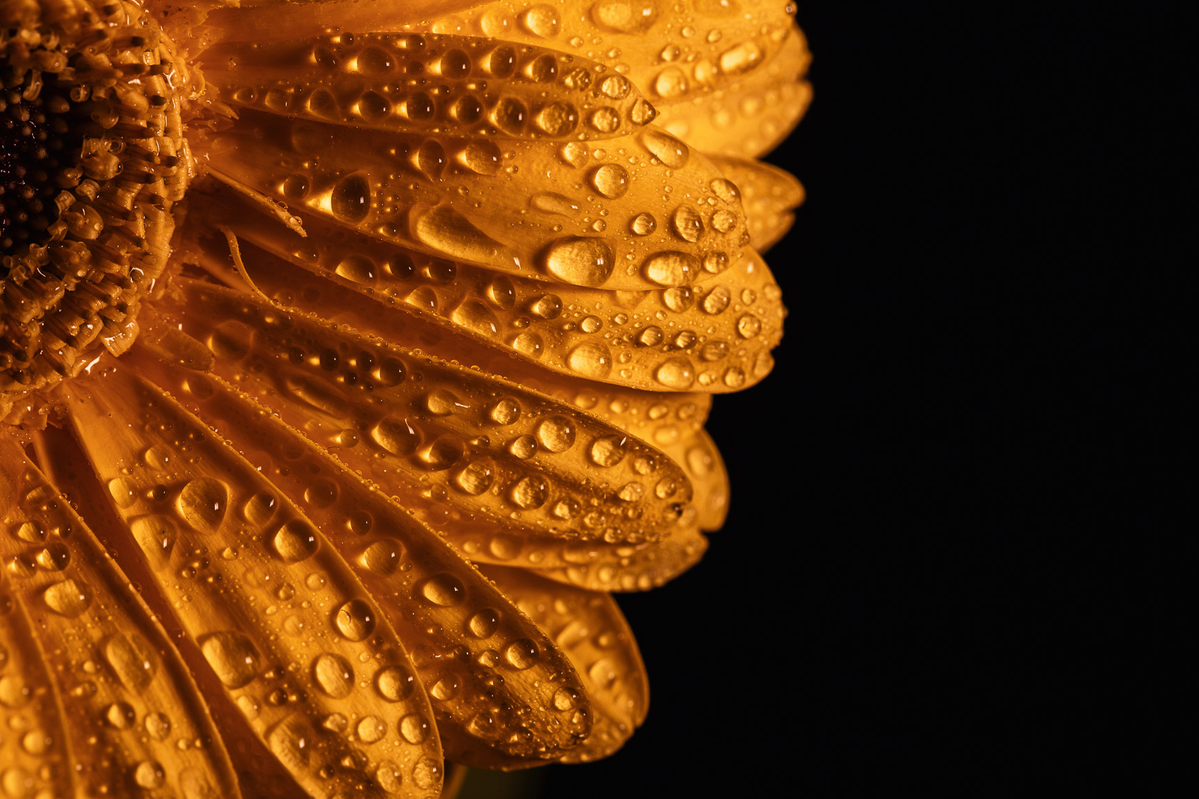 Clode up of a colorful flowers