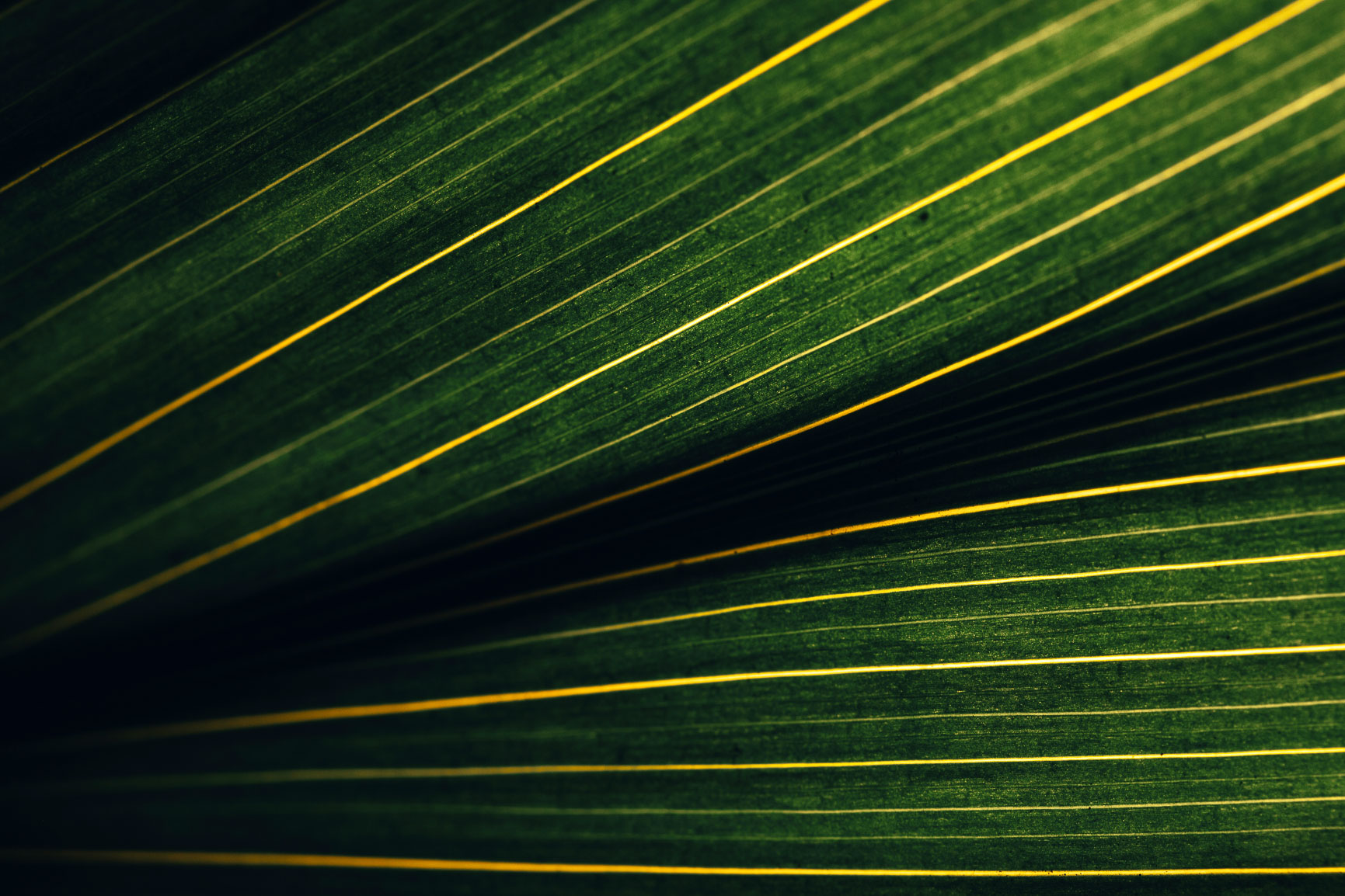 green leaves background