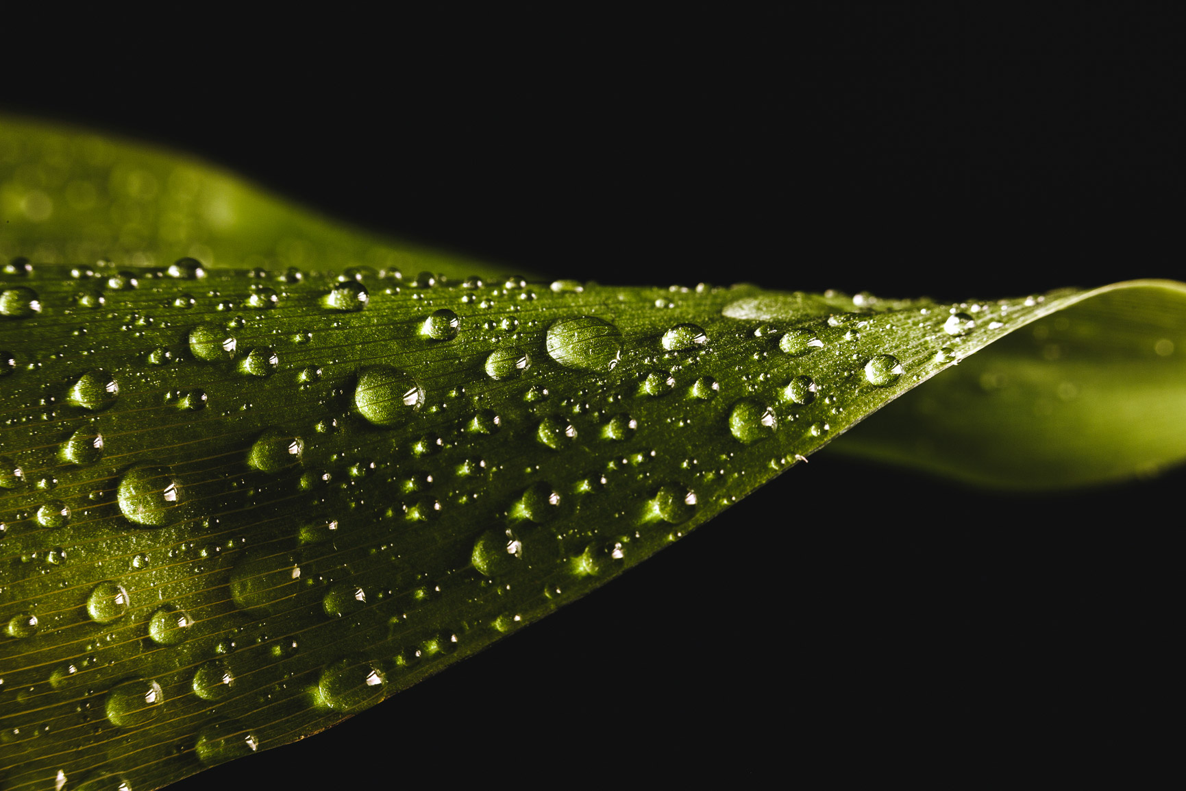 Green leaves with water drops